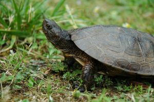 A teknősök páncéljának evolúciójához nyújt magyarázatot egy új lelet