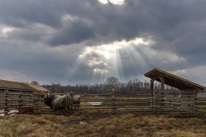 Megújultak a Duna-Dráva Nemzeti Park állattartó telepei